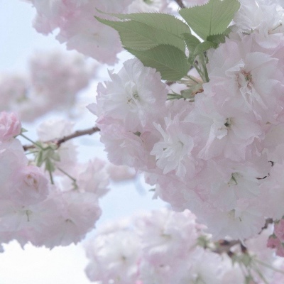 Furry写实风格绘画技巧福瑞交流群